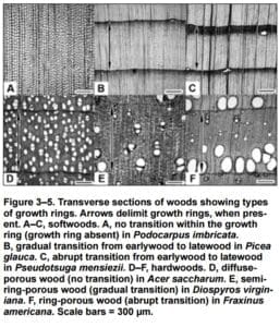 6-groupsgrowthrings wood growth ring groups