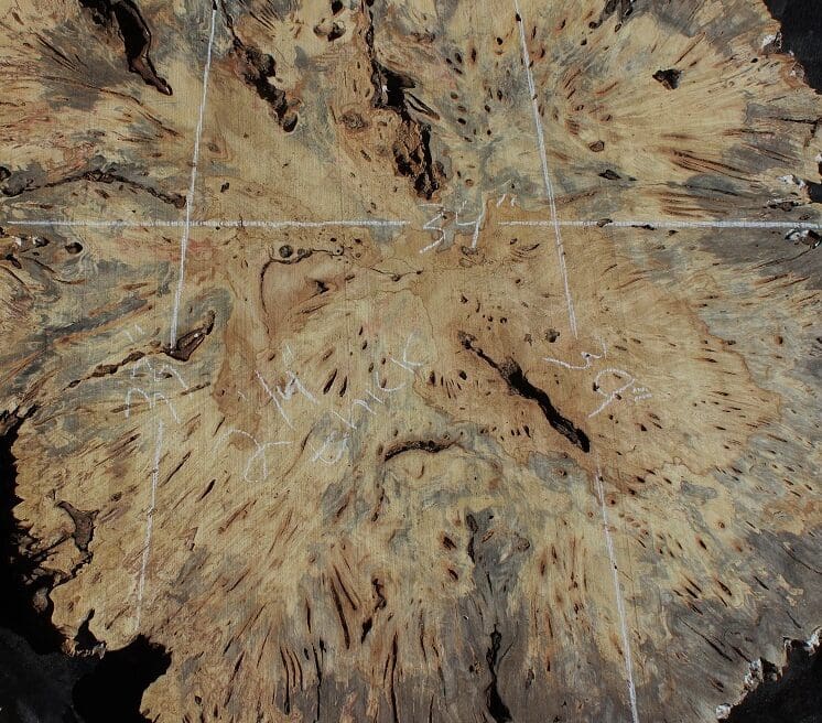 BuckeyeBurl buckeye burl