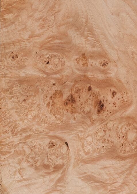 MapleBurl Maple burl