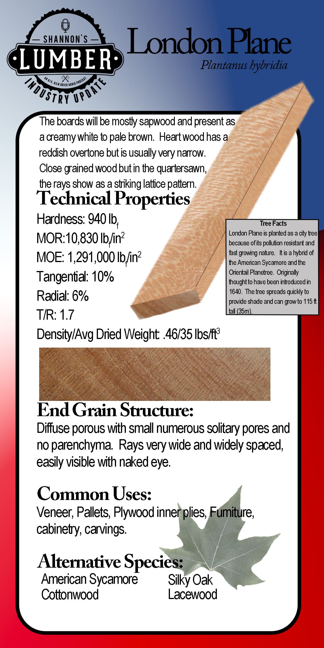 LondonPlaneSpeciesSticker London Plane