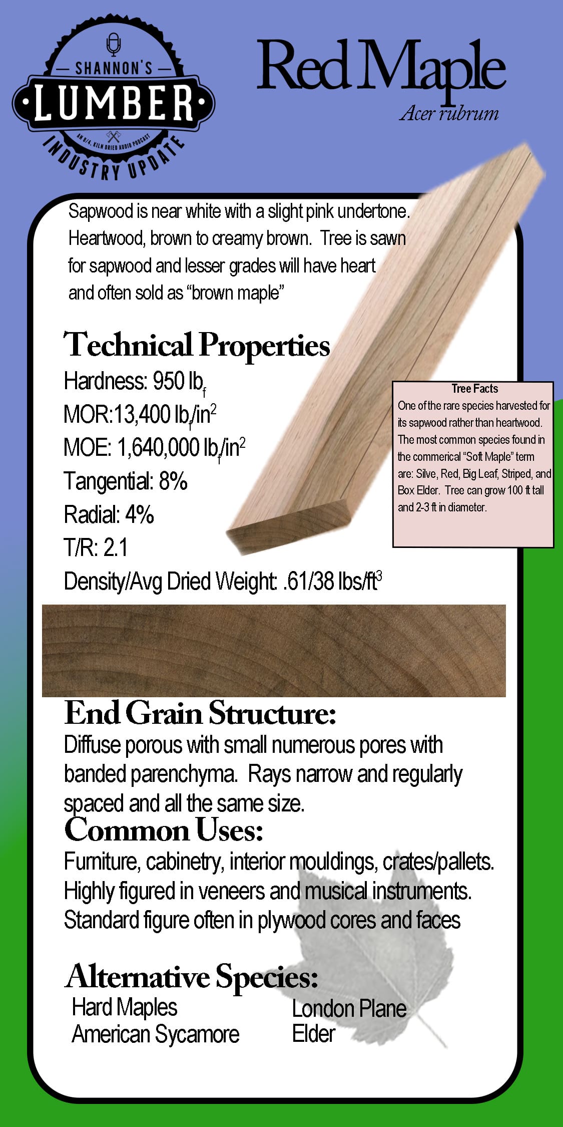 RedMaplesticker soft maple red maple